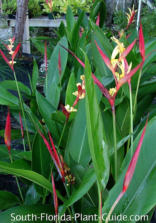 Heliconia