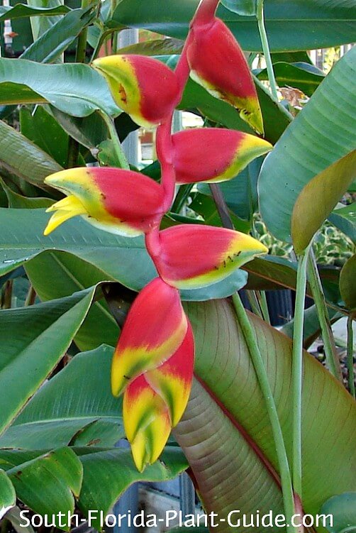 Heliconia