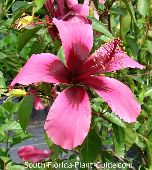 How Fast Do Hibiscus Plants Grow? - Nursery Lady - Medium