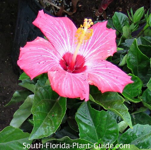 How to Grow Hibiscus in Southern Florida