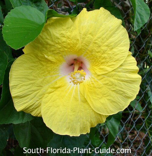 How Fast Do Hibiscus Plants Grow? - Nursery Lady - Medium