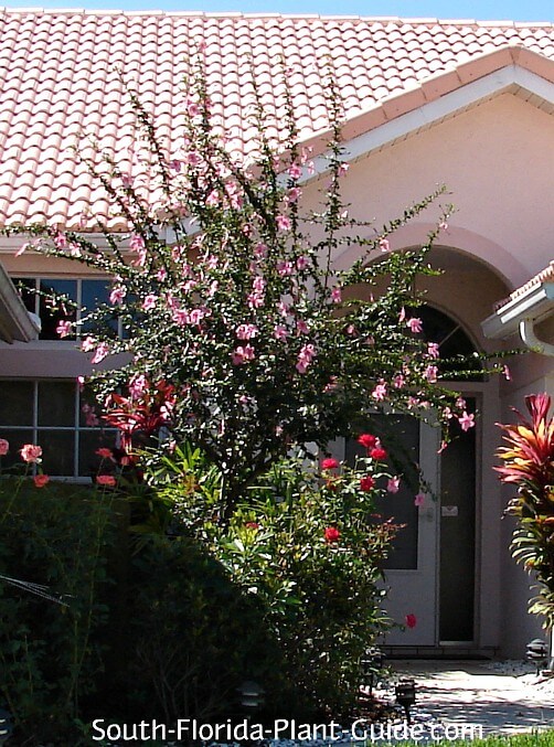 Is The Hibiscus a Shrub, Tree, or Other Type of Plant?