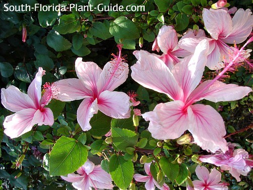 Is The Hibiscus a Shrub, Tree, or Other Type of Plant?