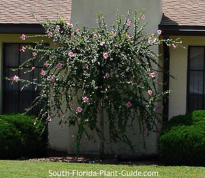 rack Hvem pludselig Hibiscus Tree