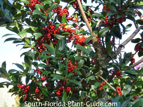 Eagleston holly berries