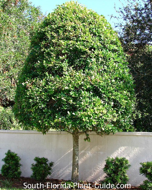 How Far Apart to Plant Eagleston Holly Tree: A Complete Guide