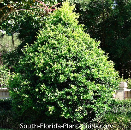 East Palatka holly East Palatka holly