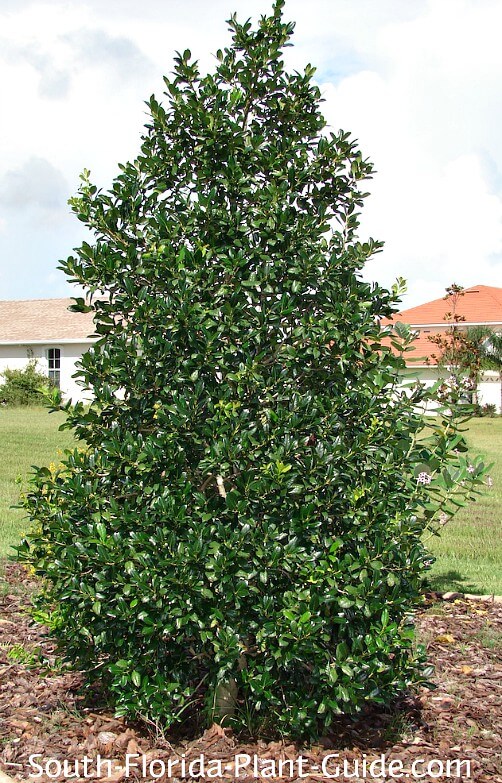 Holly Trees For South Florida, Oak Leaf Holly Landscapes