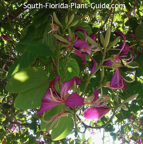Hong Kong orchid blooms