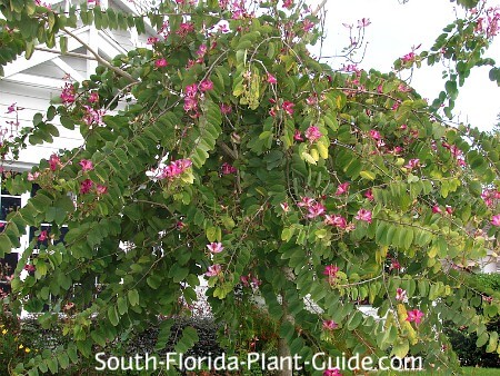 Purple Orchid Tree,Butterfly Tree 5 Viable Seeds 