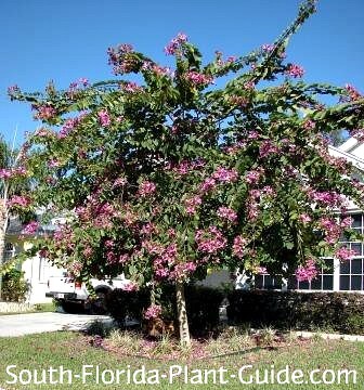 front yard specimen tree