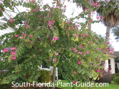 Hong Kong Orchid Tree