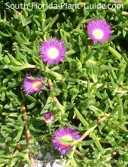 Ice Plant