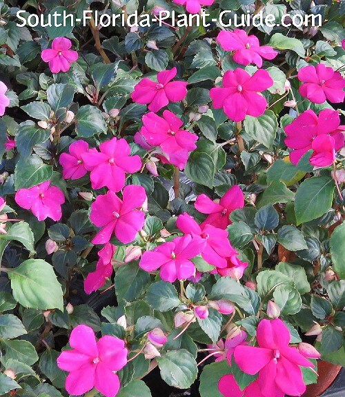 impatiens