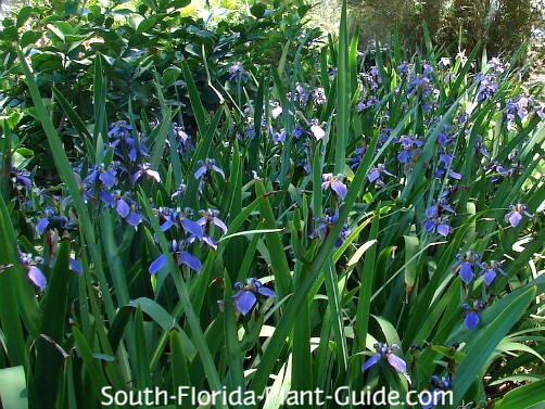 Iris flower: Facts, growth and maintenance tips in 2023