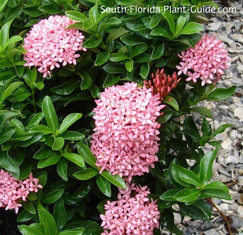 Dwarf Ixora and Maui Ixora