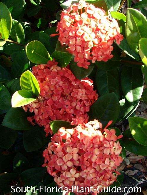 Dwarf Ixora and Maui Ixora