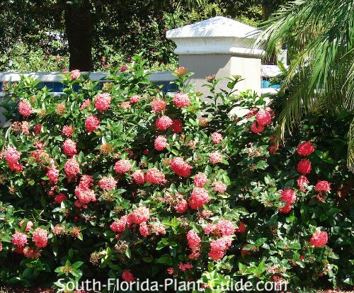 Image of Nora Grant ixora plant