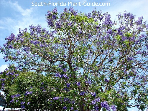 Jacaranda Tree