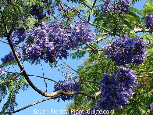 Jacaranda mimosifolia Tree Seeds Purple Flower Clusters Attracts Butterflies 