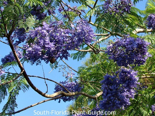 jacaranda tree flower