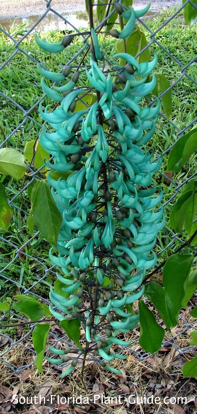 jade vine flower jade vine flower