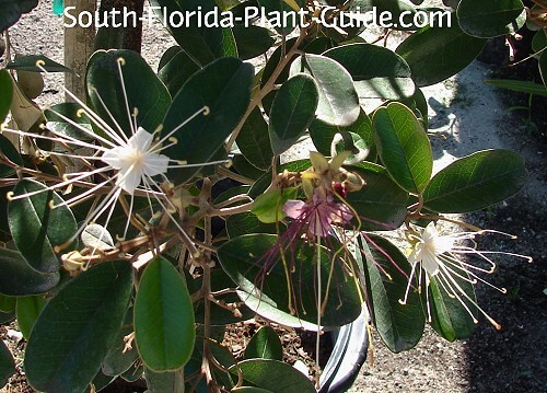 Jamaican caper flowers Jamaican caper flowers