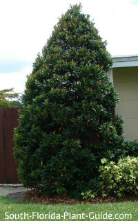 Anese Blueberry Tree At The Corner Of A House