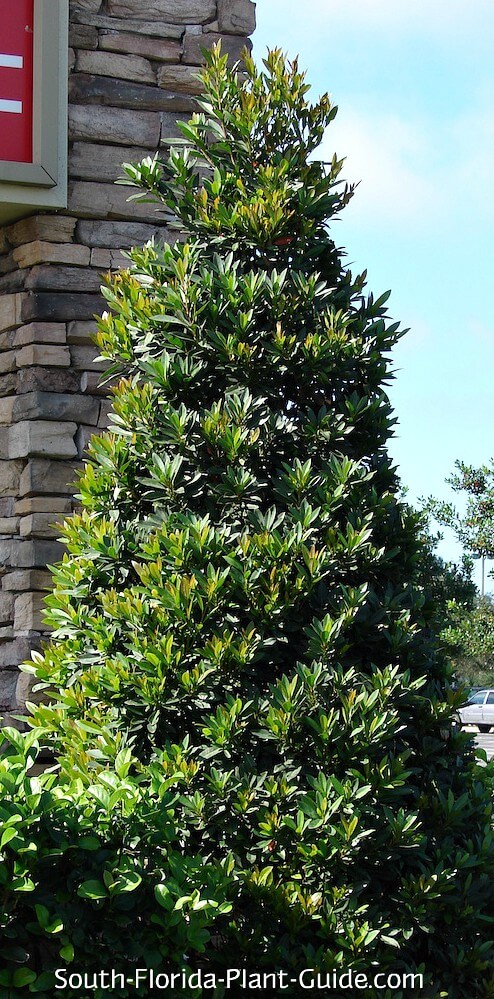 Japanese blueberry tree