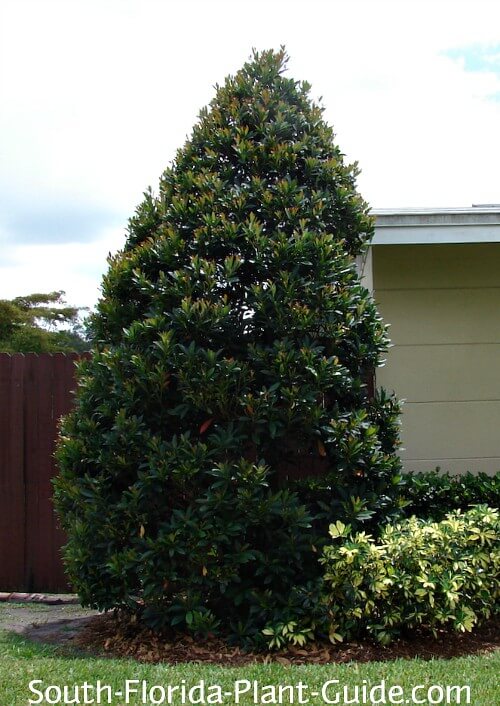 Mature tree at the corner of a house