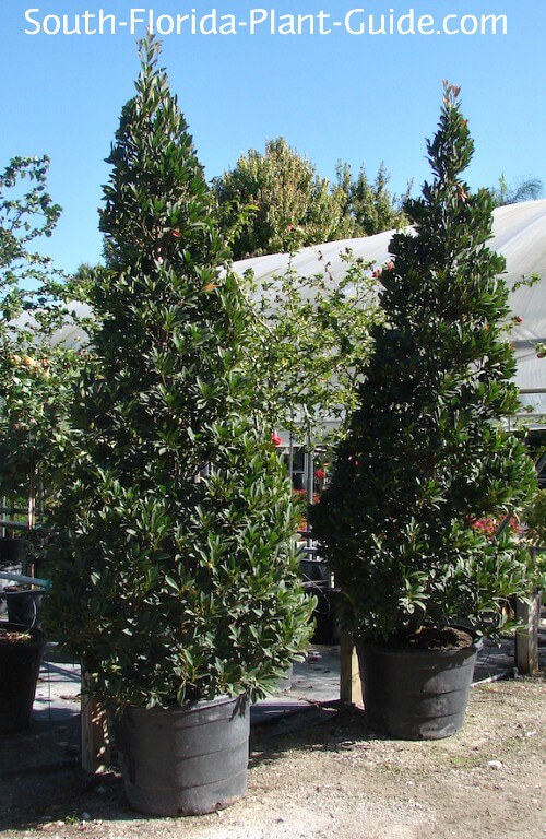 Trees in 25 gallon containers at nursery