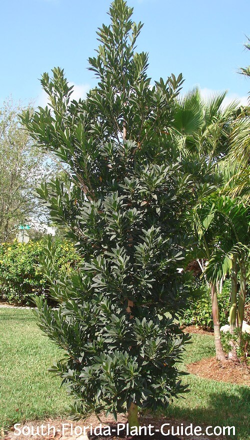 young untrimmed tree