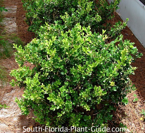 Image of Japanese boxwood plant