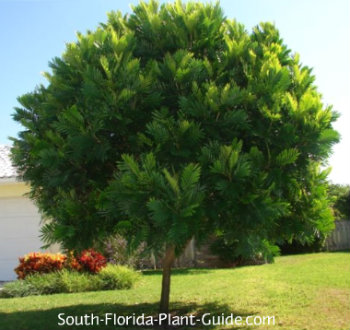 Japanese Fern Tree