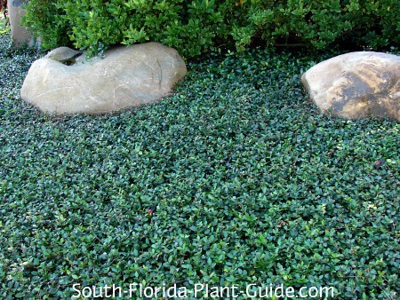 asian jasmine ground cover