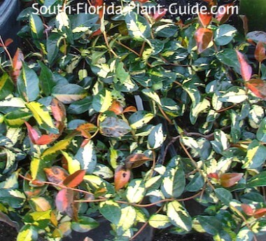 'Summer Sunset' foliage in orange, yellow and green