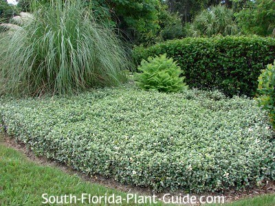 asian jasmine ground cover