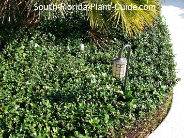 asian jasmine ground cover