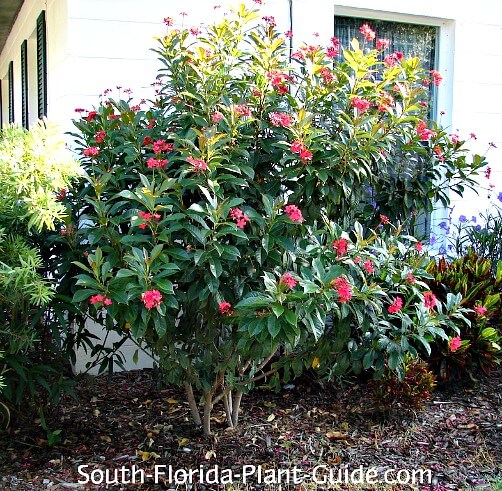 Bush by corner of house