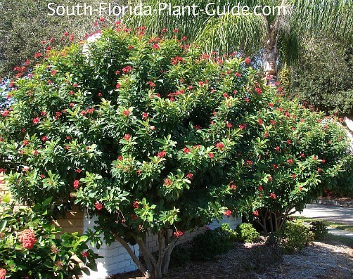 Jatropha bush in bloom