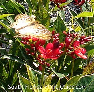 赤い花の蝶