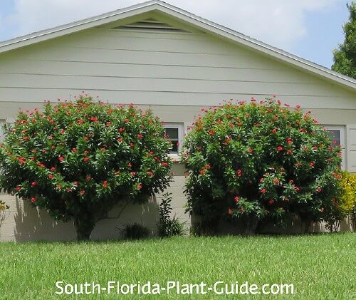 two large shrubs two mature shrubs by house