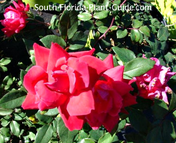 knock out rose knock out rose