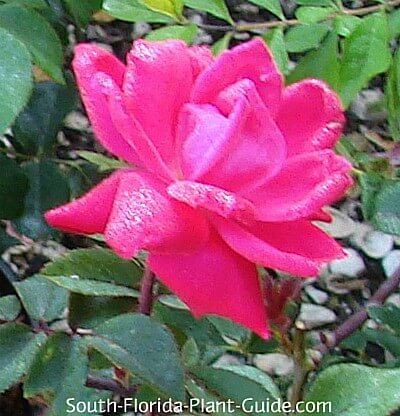 double flower wet with dew double flower wet with dew