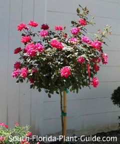 Knock Out Rose Red Flowering Standard