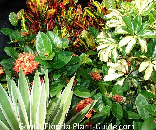 South Florida Landscaping Ideas Landscape In A Box