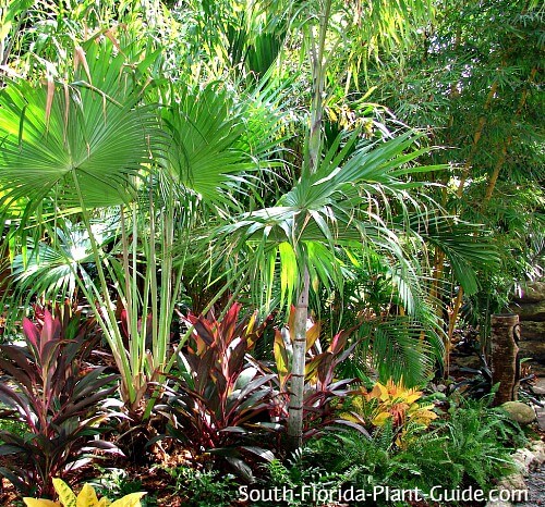 South Florida Landscaping Ideas, Tropical Landscape Ideas For Front Yard
