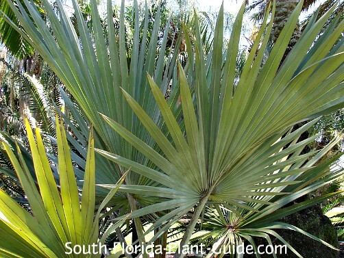 frond deail frond detail