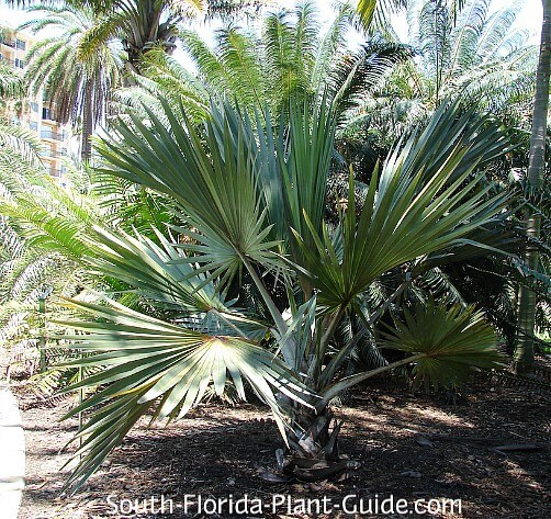 young palm young palm