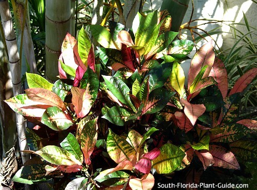 Mrs. Iceton croton in dappled sunlight Mrs. Iceton croton in dappled sunlight